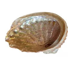 Mušla Abalone stredná