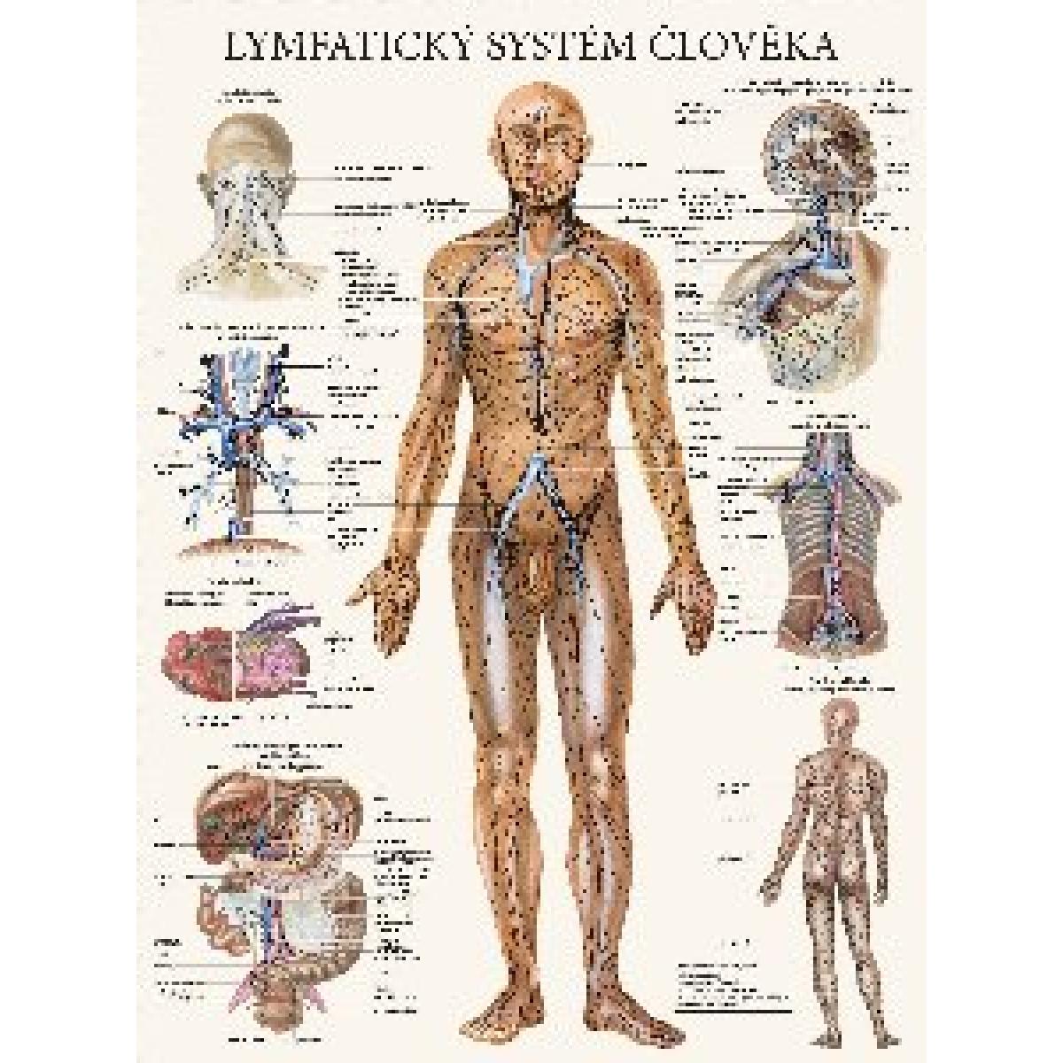 
            Mapa - Lymfatický systém člověka - Vik J., Hrubá E.